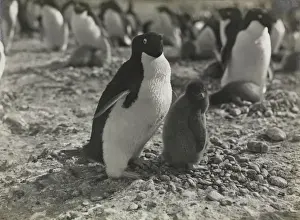 Adeliee Penguins, Cape Adare