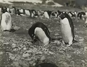 Adeliee Penguins, Cape Adare