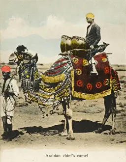 Kettle Prints: Aden, Yemen - Chieftains Camel