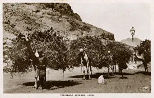 Aden, Yemen - Firewood Sellers and their camel transports Aden, Yemen - Firewood Sellers and their camel transports