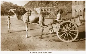 Yemeni Prints: Aden - Yemen - Native Camel Cart