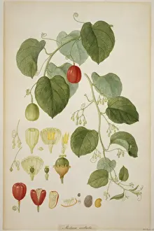 Fabidae Prints: Adenia heterophylla, lacewing vine