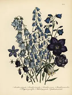 Intermediate Prints: Adenophora, Platycodon and Wahlenbergia species