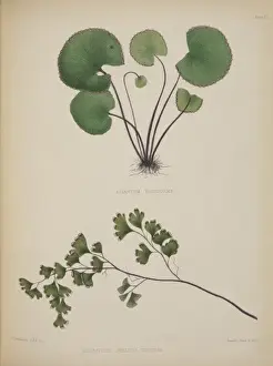 Polypodiophyta Prints: Adiantum reniforme and A. capillus-veneris