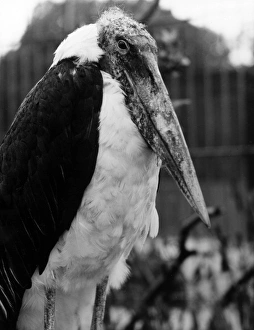Adjutant Gallery: Adjutant Stork