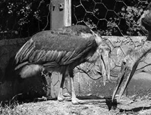 Adjutant Gallery: Adjutant Storks