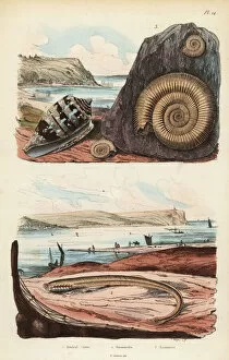 Lamprey Gallery: Admiral cone, larval stage of lamprey, and extinct ammonite