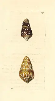 Admiral cone varieties, high admiral and cedo nulli