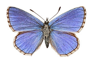 Adonis Gallery: Adonis blue butterfly