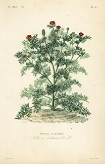 Annua Gallery: Adonis flower or pheasants eye, Adonis