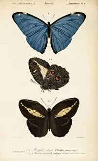 Pavonia Collection: Adonis Morpho and Pavonia anaxandra butterflies