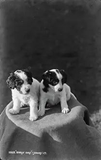 Two Adorable Puppies