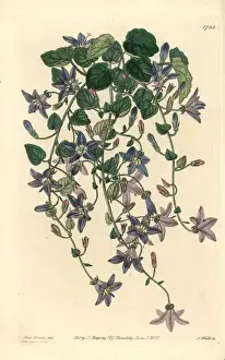 Sydenhamedwards Prints: Adriatic bellflower, Campanula garganica