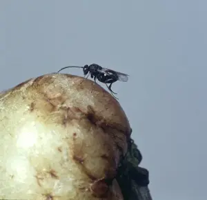 Parasite Prints: Adult gall wasp