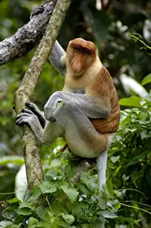 Nasalis Prints: Adult male of Proboscis monkey doses in early morning