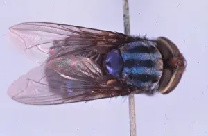 Diptera Prints: Adult new world screwworm fly