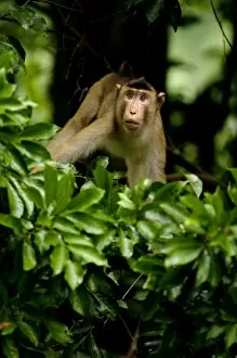 An adult Pig-tailed Macaque observes the area
