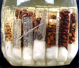 Acarina Gallery: Adult ticks from domestic cattle in East Africa