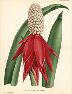 Aechmea mariae-reginae