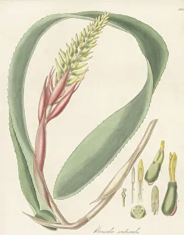 Succulent Prints: Aechmea nudicaulis