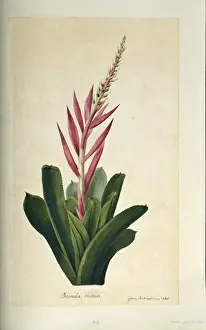 Aechmea nudicaulis, bromeliad