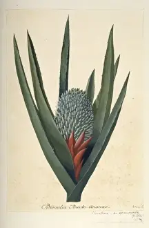 South American Prints: Aechmea sphaerocephala