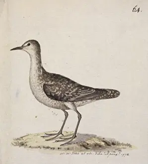 Charadriiformes Prints: Aechmorhynchus cancellatus, Kiritimati sandpiper