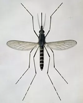 Aedes cantans, mosquito