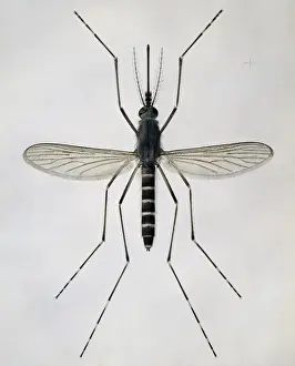 Culicidae Prints: Aedes cantans, mosquito