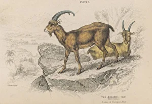 Aegagrus Gallery: Aegagrus of the Alps
