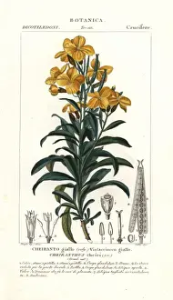 Aegean Prints: Aegean wallflower, Erysimum cheiri