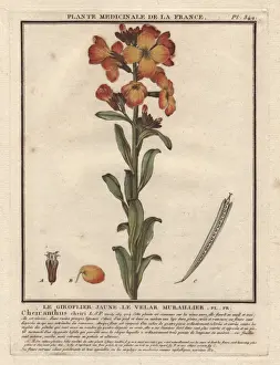 Aegean wallflower, Erysimum cheiri (syn Cheiranthus cheiri)
