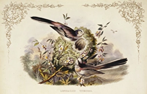 Aegithalos caudatus, long-tailed tit