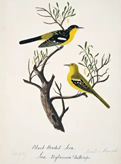 Aegithina tiphia, common iora