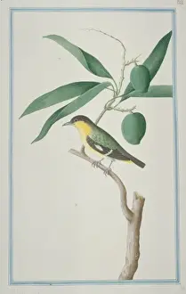 Loten Prints: Aegithina tiphia, common iora