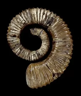 Ammonoidea Gallery: Aegocrioceras quadratus, ammonite