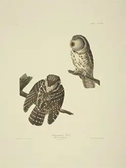 Aegolius funereus, Tengmalms owl