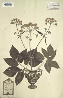 Apiaceae Gallery: Aegopodium podagraria, goutweed