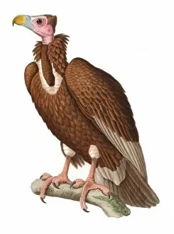 Accipitridae Gallery: Aegypius monachus, cinereous vulture