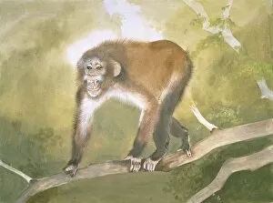 Arboreal Gallery: Aegyptopithecus zeuxis