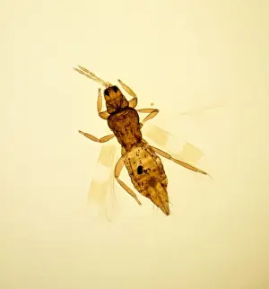 United Kingdom Prints: Aeolothrips sp. banded thrips