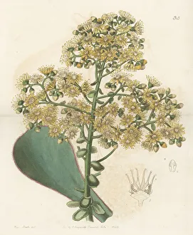 Shrub Prints: Aeonium undulatum