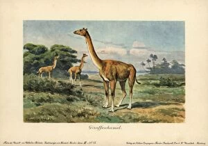 Miocene Gallery: Aepycamelus, an extinct genus of camelid which