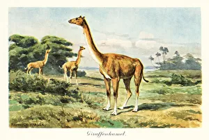 Aepycamelus, extinct genus of camelids, Miocene