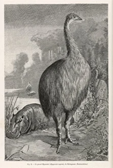 Aepyornis Collection: Aepyornis Ingens Moa