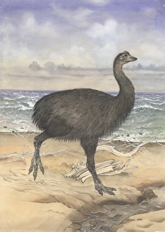 Aepyornis Collection: Aepyornis maximus, elephant bird