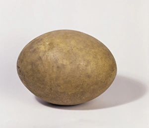 Aepyornis Collection: Aepyornis maximus, elephant bird egg