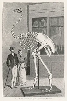 Aepyornis Collection: Aepyornis Skeleton