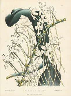 Tottenham Prints: Aerangis ellisii, epiphytic orchid