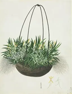 Orchidaceae Prints: Aerangis sp